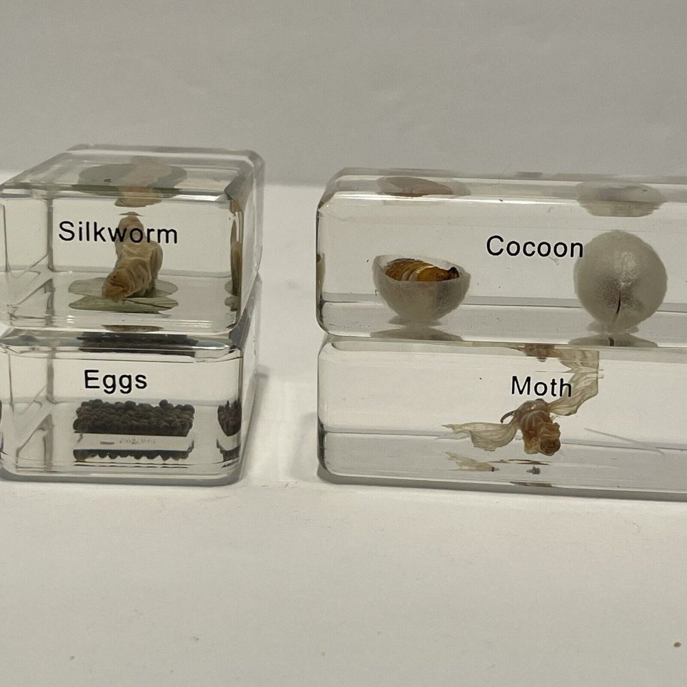 4- Insect Resin Silkworm Moth Cycle Egg Paperweight Taxidermy Specimen Science - Picture 2 of 9